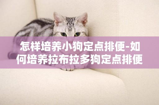 怎樣培養小狗定點排便-如何培養拉布拉多狗定點排便及回窩的習慣