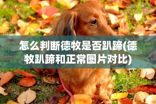 怎么判斷德牧是否趴蹄(德牧趴蹄和正常圖片對比)
