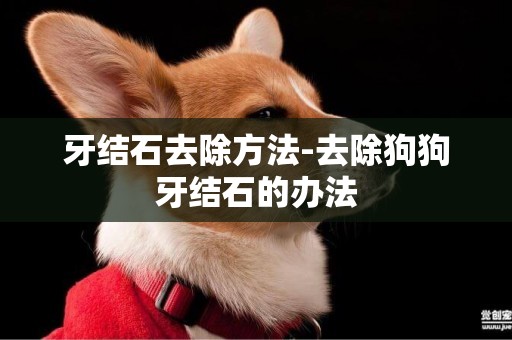 牙結石去除方法-去除狗狗牙結石的辦法