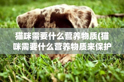 貓咪需要什么營養物質(貓咪需要什么營養物質來保護)