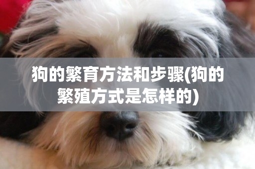 狗的繁育方法和步驟(狗的繁殖方式是怎樣的)