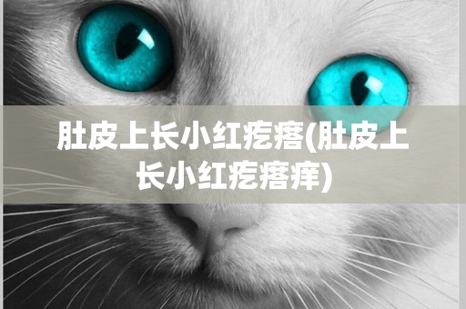 肚皮上長小紅疙瘩(肚皮上長小紅疙瘩癢)