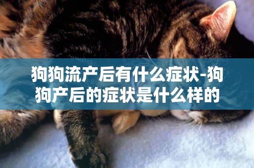 狗狗流產后有什么癥狀-狗狗產后的癥狀是什么樣的