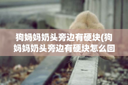 狗媽媽奶頭旁邊有硬塊(狗媽媽奶頭旁邊有硬塊怎么回事)