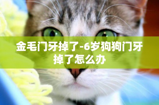 金毛門牙掉了-6歲狗狗門牙掉了怎么辦
