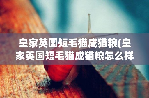皇家英國短毛貓成貓糧(皇家英國短毛貓成貓糧怎么樣)