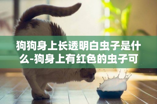 狗狗身上長透明白蟲子是什么-狗身上有紅色的蟲子可能是什么蟲子