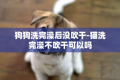 狗狗洗完澡后沒吹干-貓洗完澡不吹干可以嗎