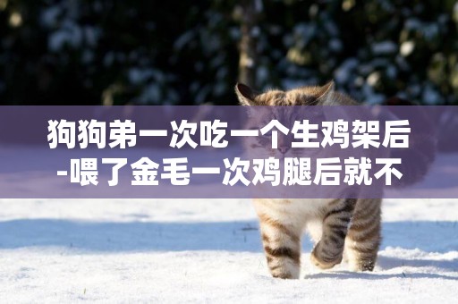 狗狗弟一次吃一個生雞架后-喂了金毛一次雞腿后就不吃狗糧了