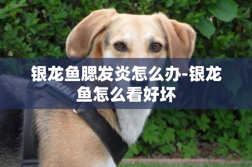 銀龍魚腮發炎怎么辦-銀龍魚怎么看好壞