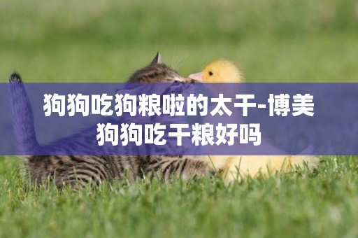狗狗吃狗糧啦的太干-博美狗狗吃干糧好嗎