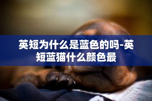 英短為什么是藍色的嗎-英短藍貓什么顏色最