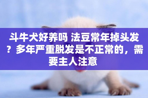 斗牛犬好養嗎 法豆常年掉頭發？多年嚴重脫發是不正常的，需要主人注意 