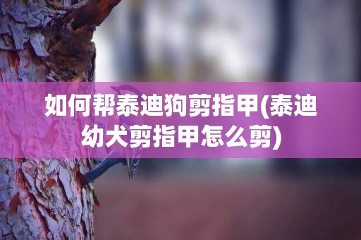 如何幫泰迪狗剪指甲(泰迪幼犬剪指甲怎么剪)