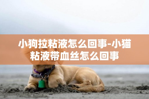 小狗拉粘液怎么回事-小貓粘液帶血絲怎么回事