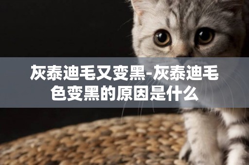 灰泰迪毛又變黑-灰泰迪毛色變黑的原因是什么