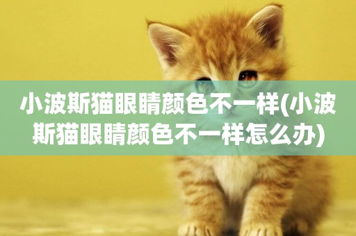 小波斯貓眼睛顏色不一樣(小波斯貓眼睛顏色不一樣怎么辦)