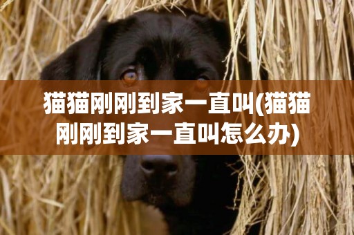 貓貓剛剛到家一直叫(貓貓剛剛到家一直叫怎么辦)