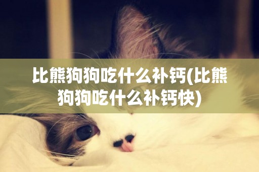 比熊狗狗吃什么補鈣(比熊狗狗吃什么補鈣快)
