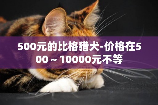 500元的比格獵犬-價格在500～10000元不等