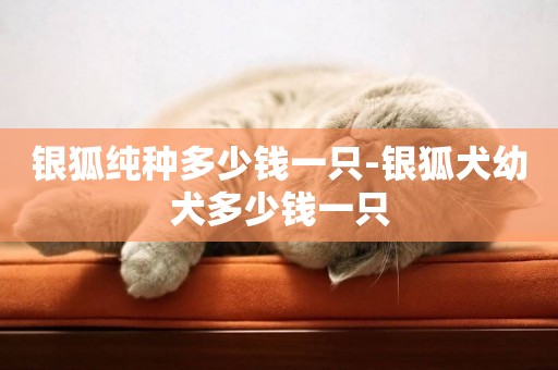 銀狐純種多少錢一只-銀狐犬幼犬多少錢一只