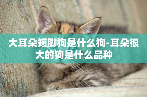 大耳朵短腳狗是什么狗-耳朵很大的狗是什么品種