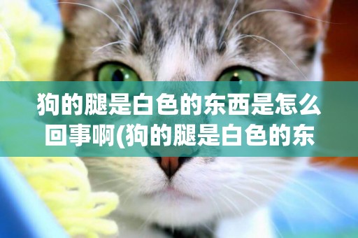 狗的腿是白色的東西是怎么回事啊(狗的腿是白色的東西是怎么回事啊是什么病)
