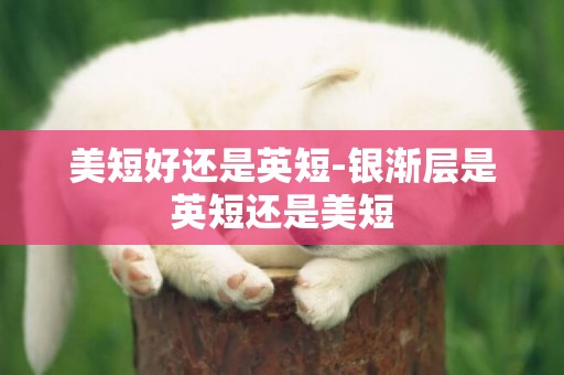 美短好還是英短-銀漸層是英短還是美短