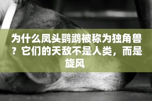 為什么鳳頭鸚鵡被稱為獨角獸？它們的天敵不是人類，而是旋風 