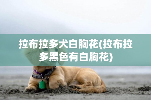 拉布拉多犬白胸花(拉布拉多黑色有白胸花)