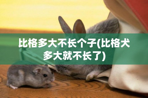 比格多大不長個子(比格犬多大就不長了)