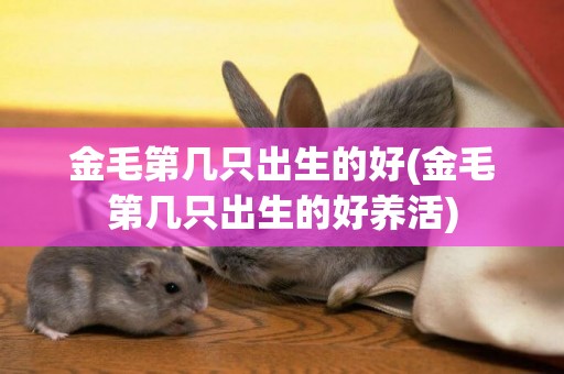 金毛第幾只出生的好(金毛第幾只出生的好養活)