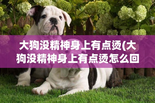 大狗沒精神身上有點燙(大狗沒精神身上有點燙怎么回事)