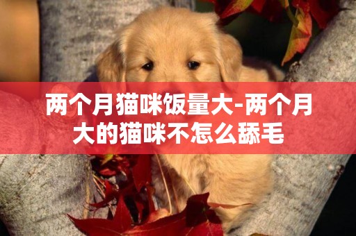 兩個月貓咪飯量大-兩個月大的貓咪不怎么舔毛