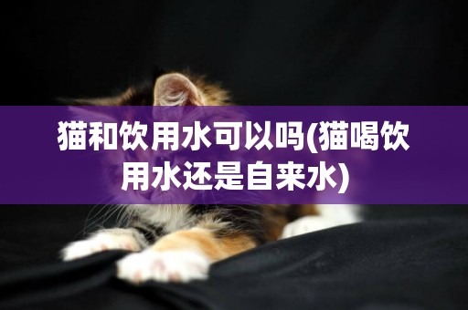 貓和飲用水可以嗎(貓喝飲用水還是自來水)