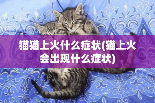貓貓上火什么癥狀(貓上火會出現什么癥狀)