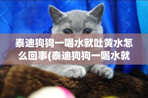 泰迪狗狗一喝水就吐黃水怎么回事(泰迪狗狗一喝水就吐黃水怎么回事啊)