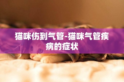貓咪傷到氣管-貓咪氣管疾病的癥狀