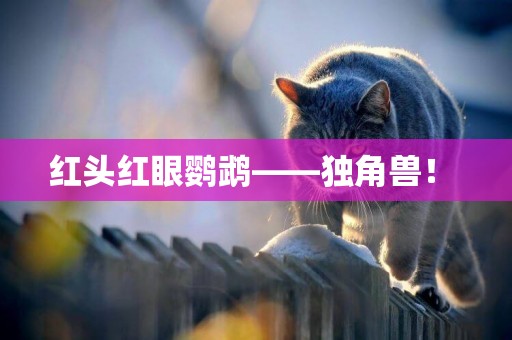 紅頭紅眼鸚鵡——獨角獸！ 