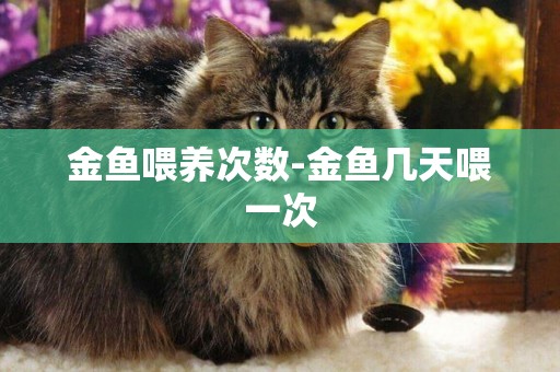 金魚喂養次數-金魚幾天喂一次