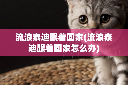 流浪泰迪跟著回家(流浪泰迪跟著回家怎么辦)