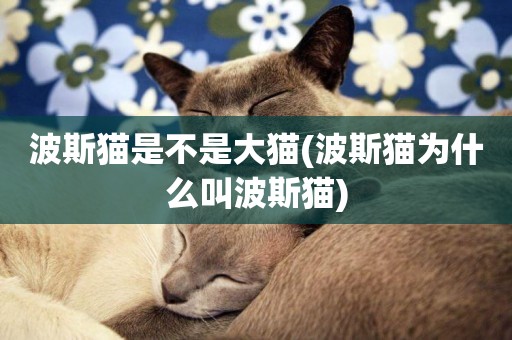 波斯貓是不是大貓(波斯貓為什么叫波斯貓)