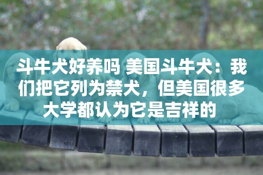 斗牛犬好養嗎 美國斗牛犬：我們把它列為禁犬，但美國很多大學都認為它是吉祥的 