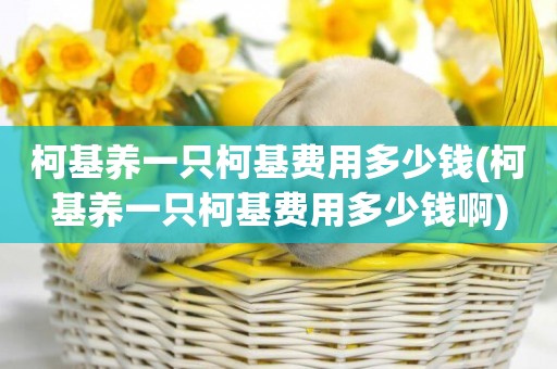 柯基養一只柯基費用多少錢(柯基養一只柯基費用多少錢啊)