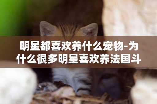 明星都喜歡養什么寵物-為什么很多明星喜歡養法國斗牛犬