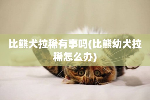 比熊犬拉稀有事嗎(比熊幼犬拉稀怎么辦)