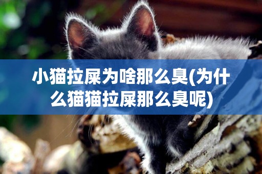 小貓拉屎為啥那么臭(為什么貓貓拉屎那么臭呢)