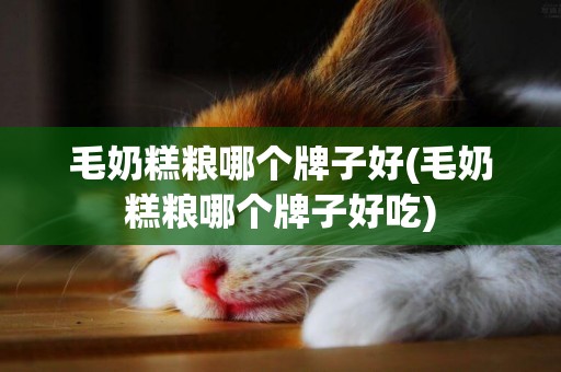 毛奶糕糧哪個牌子好(毛奶糕糧哪個牌子好吃)