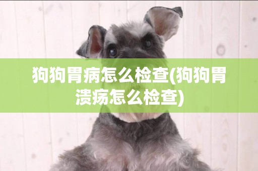 狗狗胃病怎么檢查(狗狗胃潰瘍怎么檢查)
