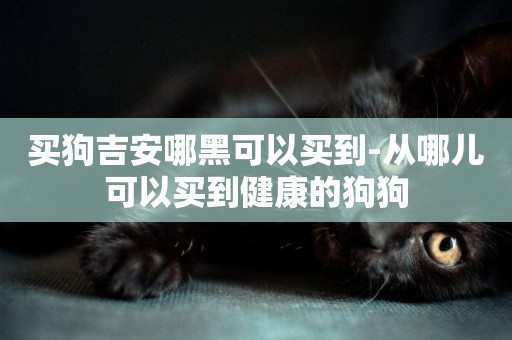 買狗吉安哪黑可以買到-從哪兒可以買到健康的狗狗
